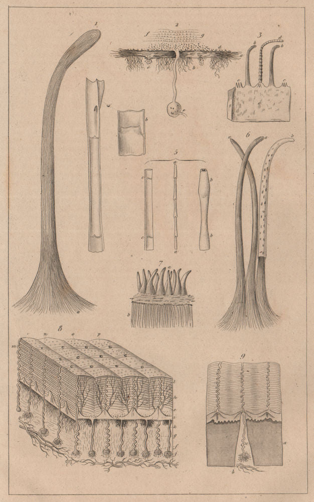 SKIN. Physiology. Structure et fonctions de la Peau. Pores. Hair 1834 print